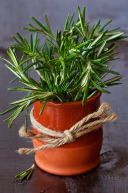 Fresh rosemary. clipart