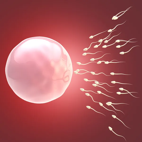 Stiliserade ägg och spermie illustration — Stockfoto