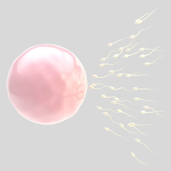 Yumurta ve sperm gri izole — Stok fotoğraf