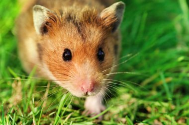Hamster on the grass clipart