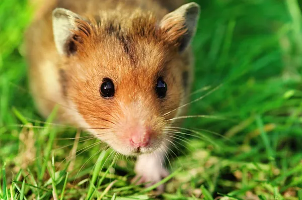 Hamster op het gras — Stockfoto