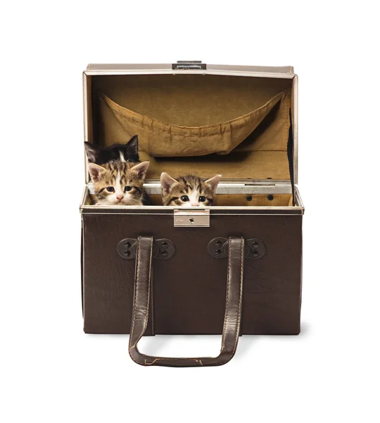 Кошенята в коробці — стокове фото