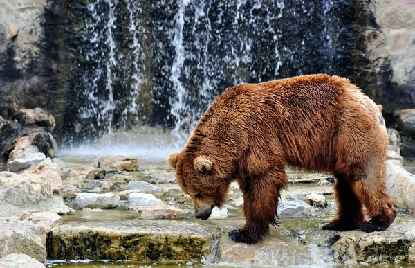 Бурый медведь в зоопарке — стоковое фото