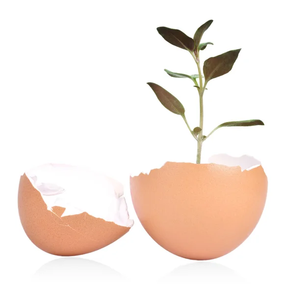 Cáscara de huevo y planta —  Fotos de Stock