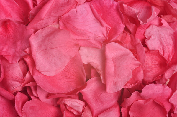 Close up of rose petals stacked up together