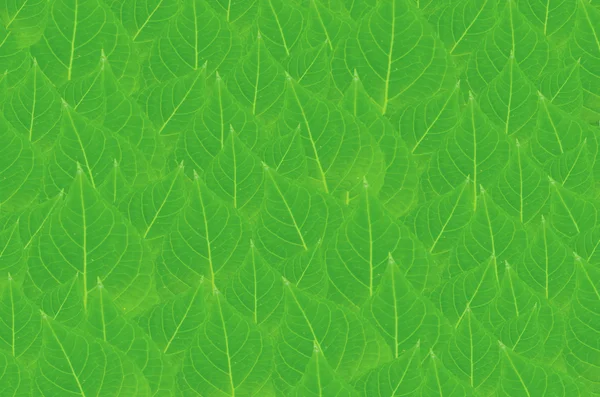 Листья обои — стоковое фото