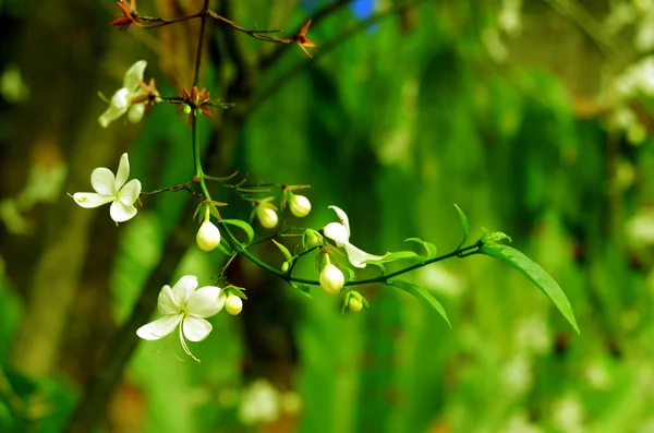 Biały kwiat nr.3 — Zdjęcie stockowe