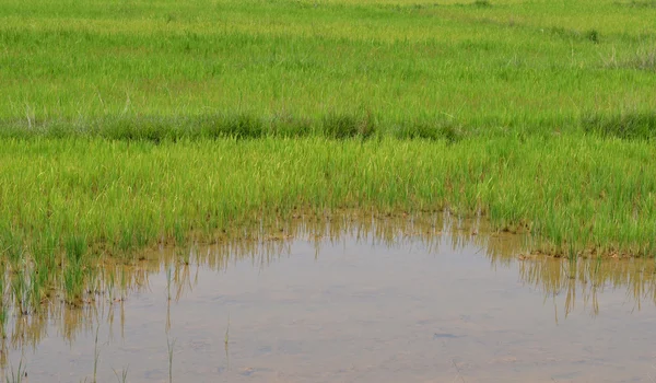 stock image Rice field