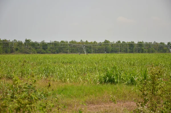 stock image Irrigation in field