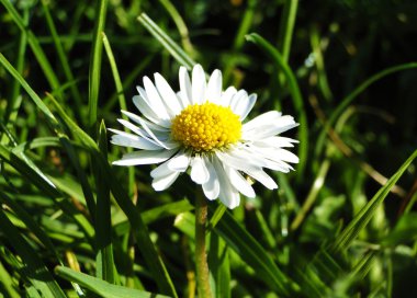 Daisy - Margerite