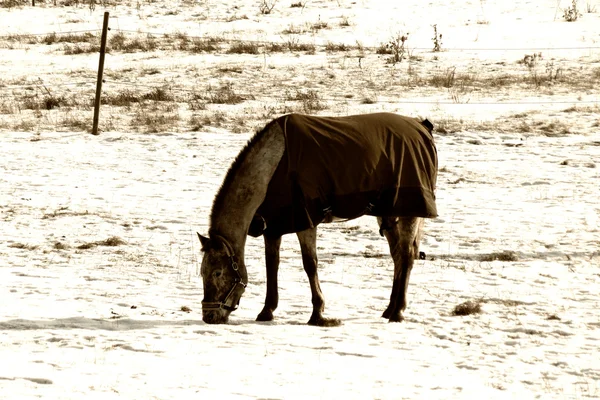 Kall häst — Stockfoto