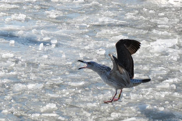 冷冻的海鸥 — 图库照片