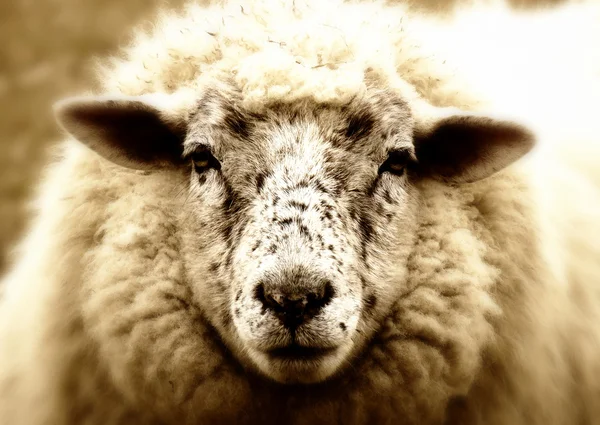 Historias de ovejas —  Fotos de Stock