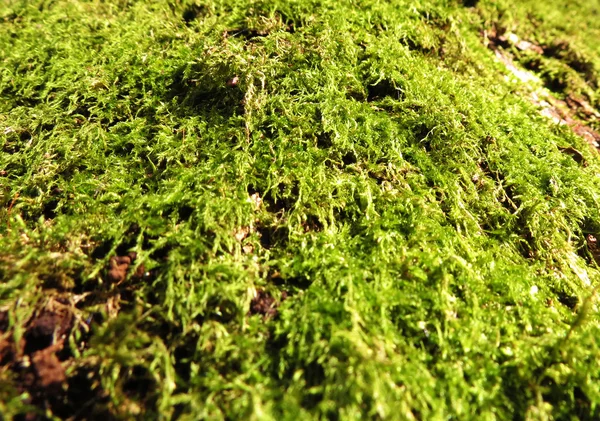 stock image The moss