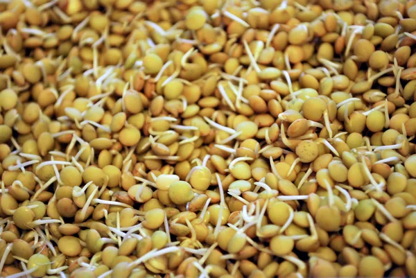 Fresh lentil sprouts Royalty Free Stock Images