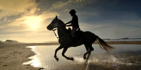 stock image Rider galloping on horseback along the beach