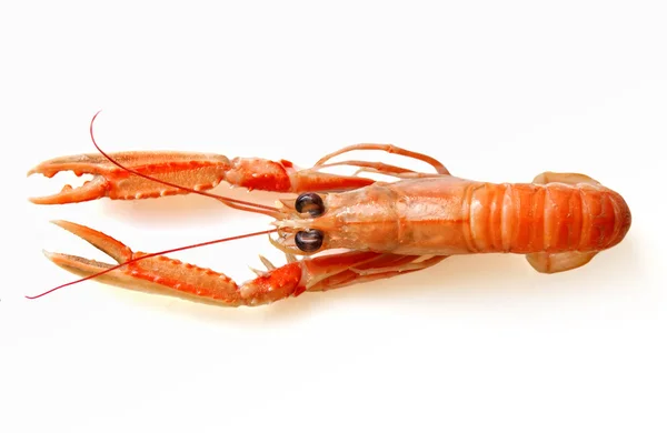 Cooked Shrimp — Stock Photo, Image