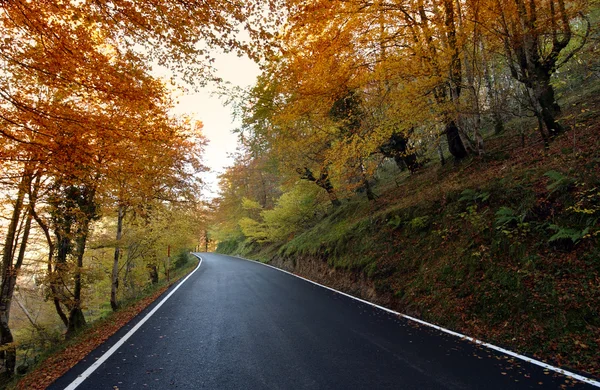 stock image Forest road