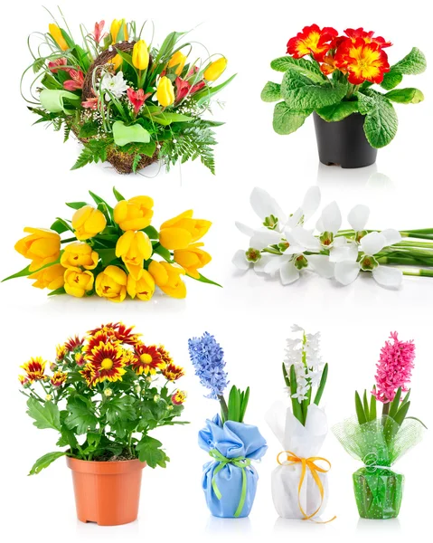 Set spring flowers with green leaves – stockfoto