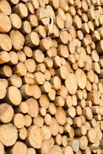 Borové dřevo skládané na vodní pile — Stock fotografie