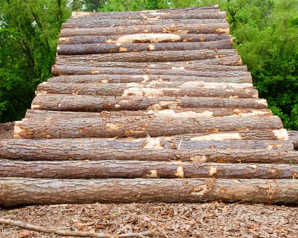 Borové dřevo skládané na vodní pile — Stock fotografie
