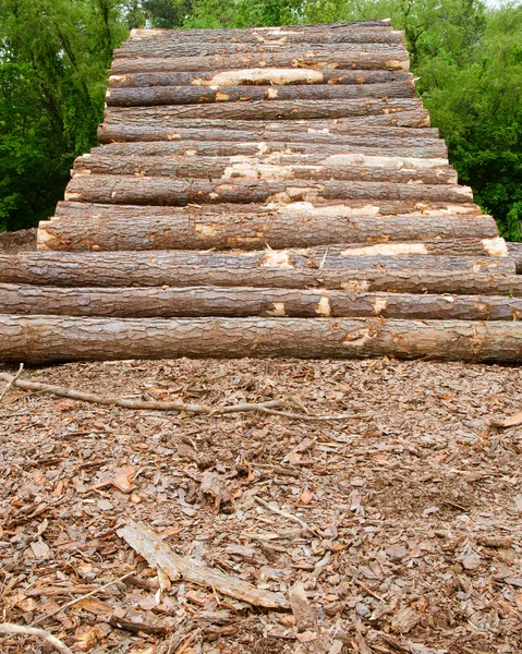 Pine timber stacked at lumber yard — Stock Photo, Image