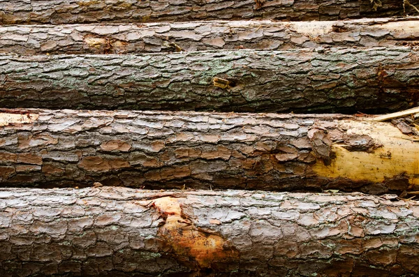 Pine timber stacked at lumber yard — Stock Photo, Image