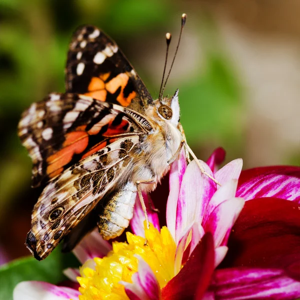 Painted Lady butterfly, Vanessa cardui — Stock Photo, Image