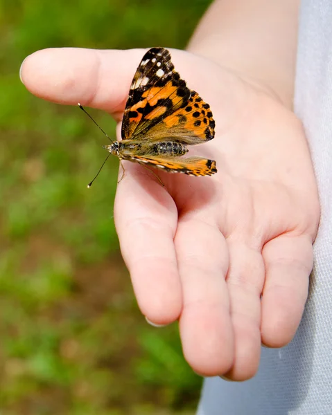 Stock image Spring concept with close up of child holding a painted lady butterfly, Vanessa cardui