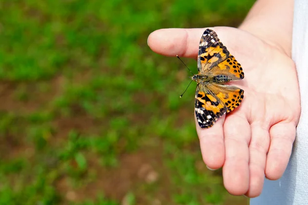 Frühlingskonzept mit Nahaufnahme eines Kindes mit einem bemalten Schmetterling, vanessa cardui — Stockfoto