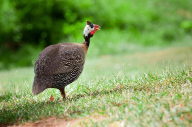 Wild guinea hen outdoors clipart