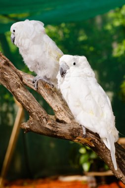 Portrait of cockatoo clipart