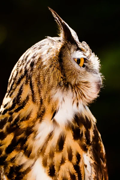 Portrait of Eurasian eagle owl — Stock Photo, Image
