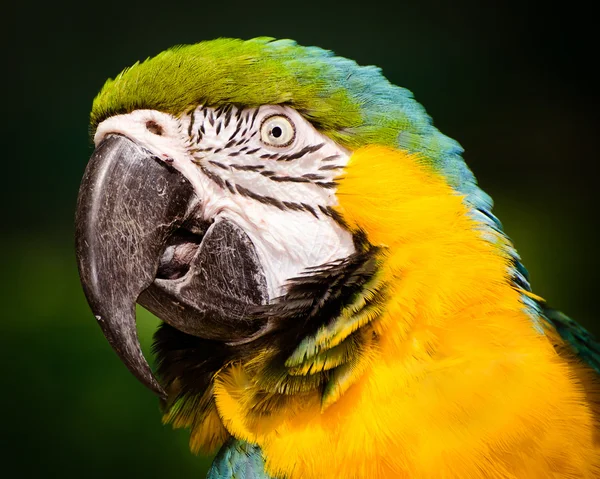 Portrét modrá a zlatá papoušek — Stock fotografie