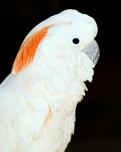Portrait of cockatoo — Stock Photo, Image