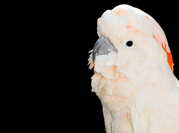 Portrait of cockatoo — Stock Photo, Image