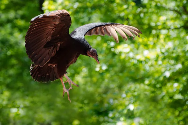 Black vulture in flight in forest — Stock Photo, Image
