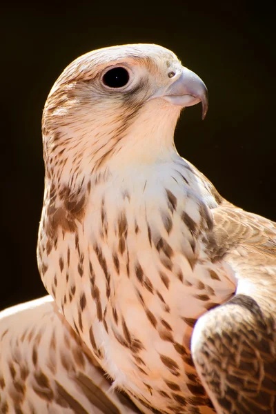 Porträtt av falcon — Stockfoto