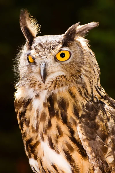 Портрет Євразійського орел Сова — стокове фото