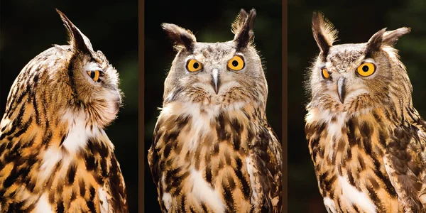 Collection of portrait images of Eurasian eagle owl — Stock Photo, Image