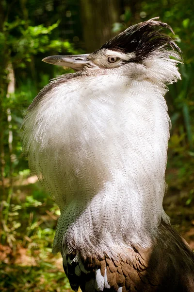 Bustard kori masculino (Ardeotis kori) em exposição de acasalamento completo em habitat florestado — Fotografia de Stock