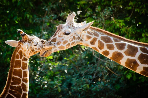 长颈鹿女性与她的孩子 — 图库照片