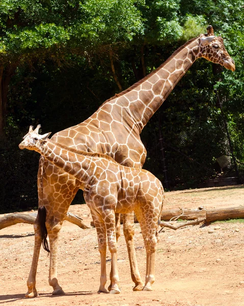 Girafa fêmea com seus filhotes — Fotografia de Stock