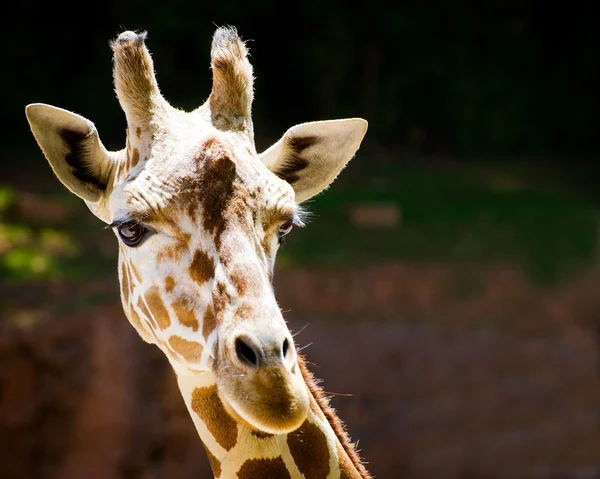 Närbild porträtt av giraff — Stockfoto