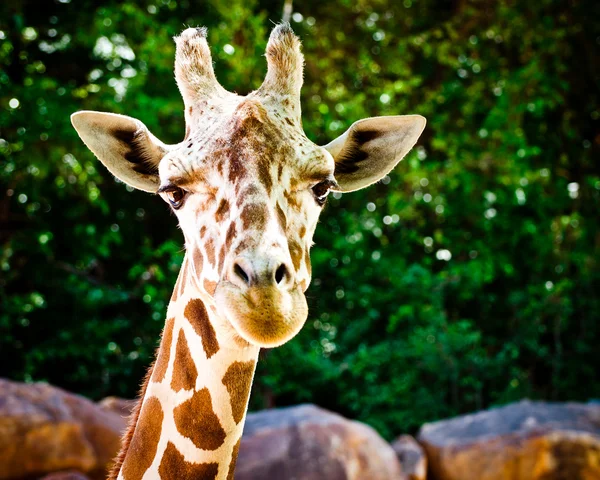 Nahaufnahme Porträt der Giraffe — Stockfoto
