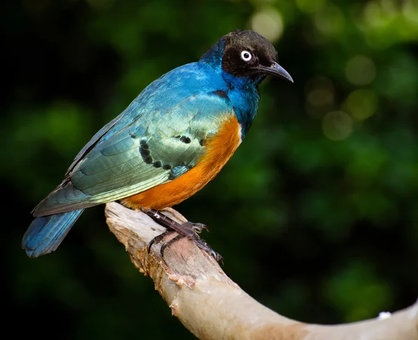 Superb Starling (Lamprotornis superbus) roosting on branch — Stock Photo, Image