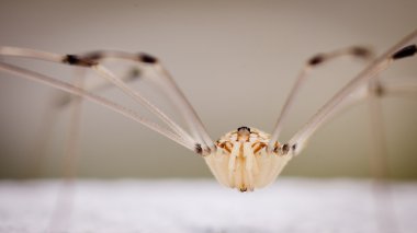 Büyükbabam longlegs örümcek