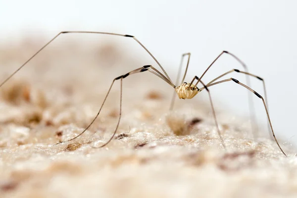 Grootvader longlegs spin — Stockfoto