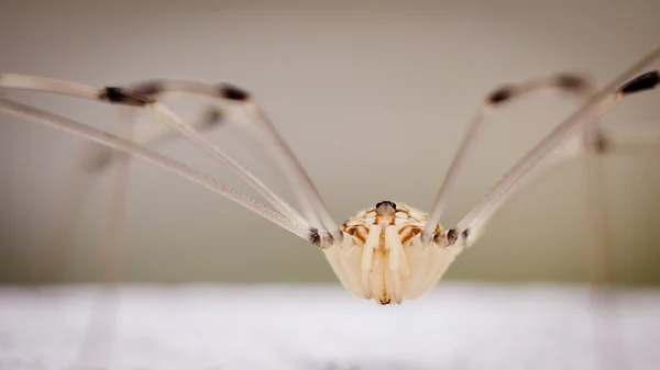 Дідусю longlegs павук — стокове фото
