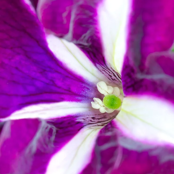 stock image Macro image of striped purple and white petunia